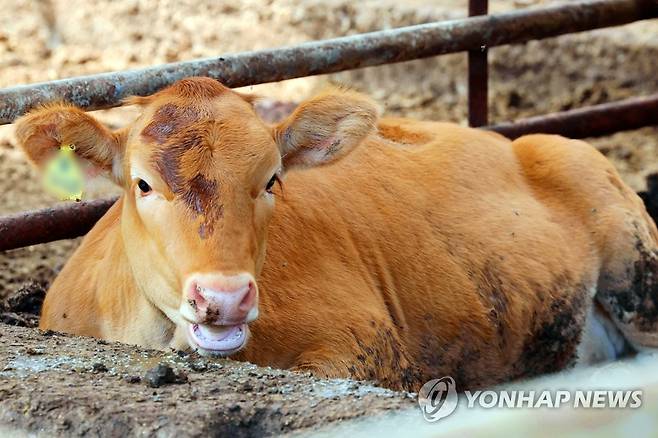 축사에 앉아있는 소. 사진은 기사의 내용과 관련이 없음.[연합뉴스 자료사진]