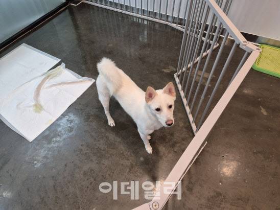 지난 1일 찾은 서울 강동구 유기견보호소 ‘강동리본센터’에서 둥이가 놀고 있다. (사진=정윤지 기자)