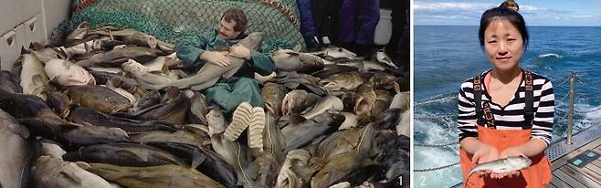 1 1987년 핀란드 연구자가 찍은 발트해 대구. 길이가 1m 이상까지 자랐다. 지금은 5분의 1로 크기가 줄었다. 덴마크 수산해양연구소 2 독일 게오마르(GEOMAR) 헬름홀츠 해양연구소의 한귀영 박사가 발트해 대구를 들고 있다. 한때 거대했던 대구는 이제 성체도 두 손으로 잡을 수 있을 정도로 크기가 줄어들었다. /토르스텐 레우스, 게오마르