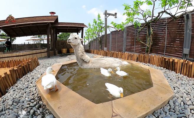 "어서와 한국 여름은 처음이지". 9일 제주 서귀포시 안덕면 신화월드 테마파크 내 모모쥬 동물원에서 알파카가 물 속에 들어가 더위를 식히고 있다. /사진=뉴시스