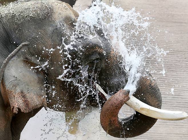 "시원하다". 21일 경기 용인시 에버랜드 사파리에서 코끼리가 더위를 식히고 있다. /사진=머니투데이