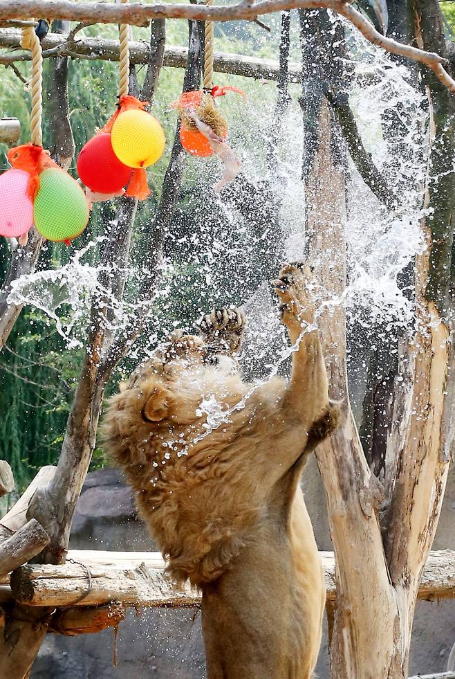 "아! 짜릿해". 21일 경기 용인시 에버랜드 사파리에서 사자가 더위를 식히고 있다. /사진=머니투데이
