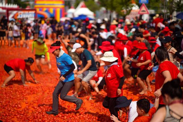 화천 토마토축제의 백미인 ‘황금반지를 찾아라’ 행사. 화천군청 제공