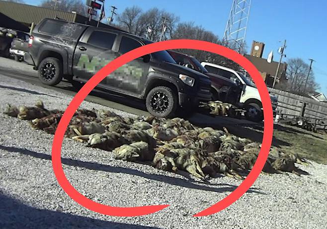 미국 야생동물 사냥대회에서 사살당한 코요테가 방치돼 있다.[휴메인 월드 포 애니멀즈 홈페이지 갈무리]