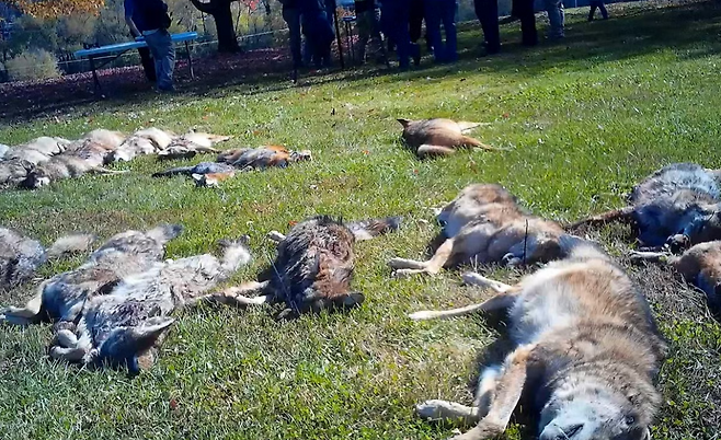 미국 야생동물 사냥대회에서 사살당한 코요테가 들판에 방치돼 있다.[휴메인 월드 포 애니멀즈 홈페이지 갈무리]
