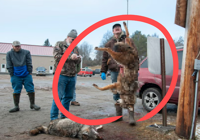 미국 야생동물 사냥대회에서 사살한 코요테의 무게를 측정하고 있다.[휴메인 월드 포 애니멀즈 홈페이지 갈무리]