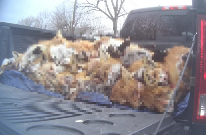 미국 야생동물 사냥대회에서 사살당한 여우.[휴메인 월드 포 애니멀즈 홈페이지 갈무리]