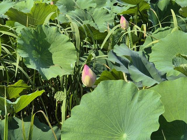 이른 녀석은 이미 연밥이 맺혔다. 연꽃은 어느것 하나 버릴 것이 없으면서도 한여름 우리 정사를 포근하게 따사롭게 감싸준다. 반야월 연꽃단지가 장관이다. 권예인 인턴
