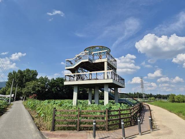 반야월 연꽃 단지 일대를 조먕할 수 있는 전망대도 조성돼 있다. 권예인 인턴