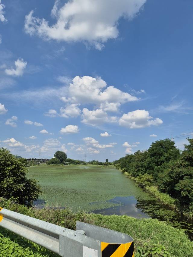 안심습지. 금호강 지류에 형성된 이 습지는 약 1만6천㎡에 달하는 자연 습지다. 대구 도심에서 자연 생태를 경험할 수 있다. 권예인 인턴