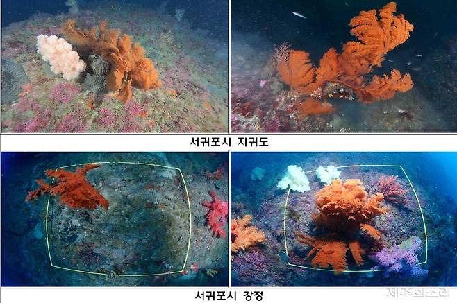 제주 연산호 군락 모습. 용역 결과 갈무리.