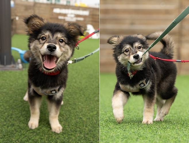 서울동물복지지원센터 동대문서 보호 중인 강아지 '젤리'(서울동물복지지원센터 제공) ⓒ 뉴스1