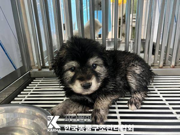 구조 당시 젤리의 모습(사진 동물보호관리시스템) ⓒ 뉴스1