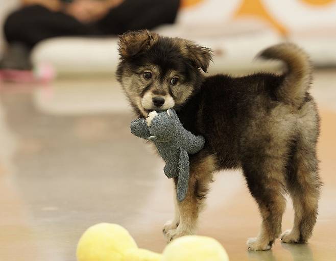 활발하고 사람을 좋아하는 강아지 젤리(센터 제공) ⓒ 뉴스1