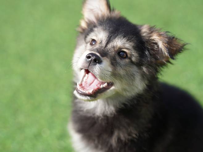서울동물복지지원센터에서 보호 중인 젤리(센터 제공) ⓒ 뉴스1