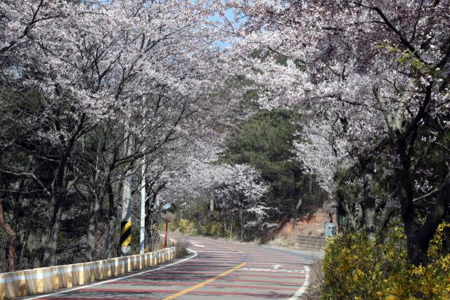 장봉도 벚꽃길. 사진=옹진군