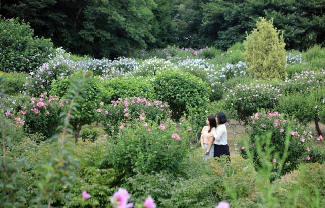 충남 태안 천리포수목원 무궁화동산. 사진제공=산림청