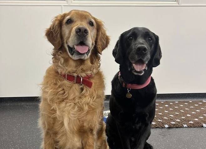 개의 후각을 활용해서 파킨슨병을 조기 진단할 수도 있다는 내용의 연구 결과가 나왔다. /뉴시스