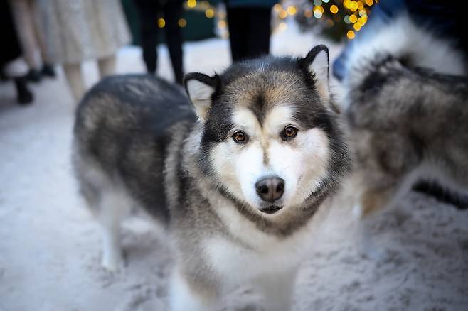 사진=게티이미지