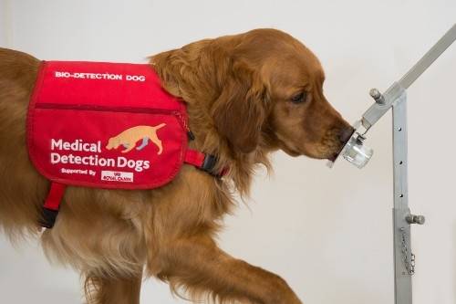 파킨슨병 환자 샘플로 훈련을 받은 골든 리트리버 '범퍼'. 사진=브리스톨 대학교/메디컬 디텍션 독스