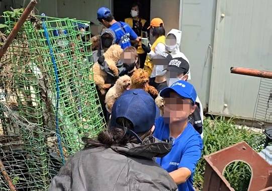 Lucy's Friends, a coaliation of civic animal rights organizations, rescues dogs from farms in Gwanghwa County, Incheon. [LUCY'S FRIENDS]