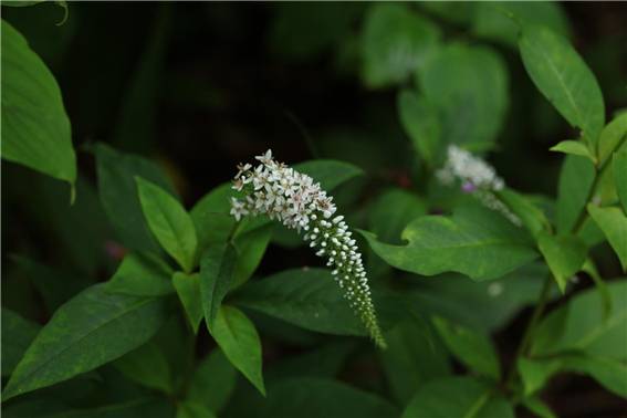 큰까치수염[국립생태원 제공]