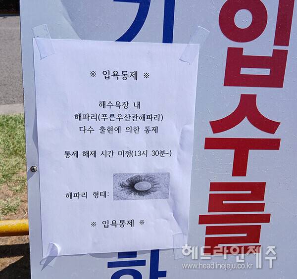 23일 오전 표선해수욕장 푸른우산관해파리 떼가 출현해 한때 해수욕장 입욕 통제가 이뤄졌다. (사진=헤드라인제주 독자)