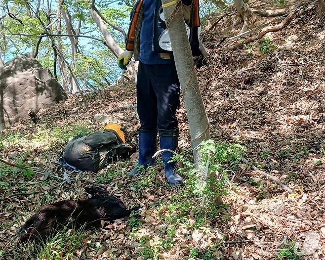흑염소 포획 현장.(부산강서경찰서 제공. 재판매 및 DB금지)