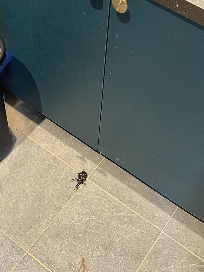 IMG_1514.jpeg 장수풍뎅이 주워서 풀어 줌