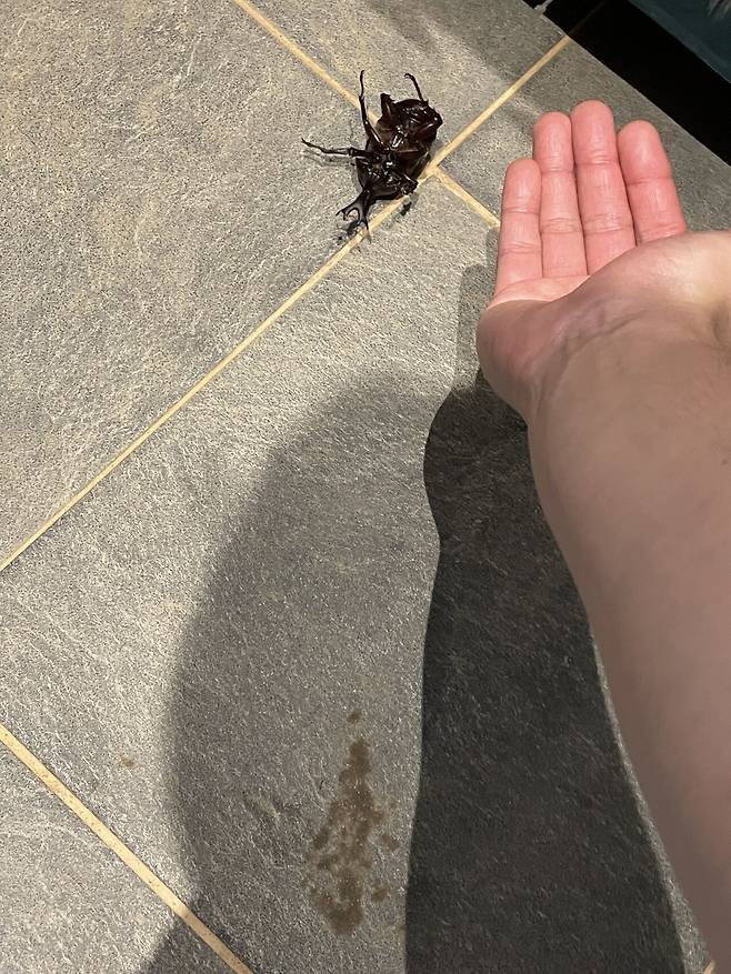 IMG_1517.jpeg 장수풍뎅이 주워서 풀어 줌