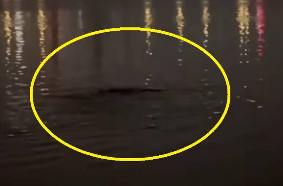 7월 7일 한강에서 이상한 생명체가 영상에 찍혔다. [사진=유튜브 '정담 스토리'/JTBC '사건반장']