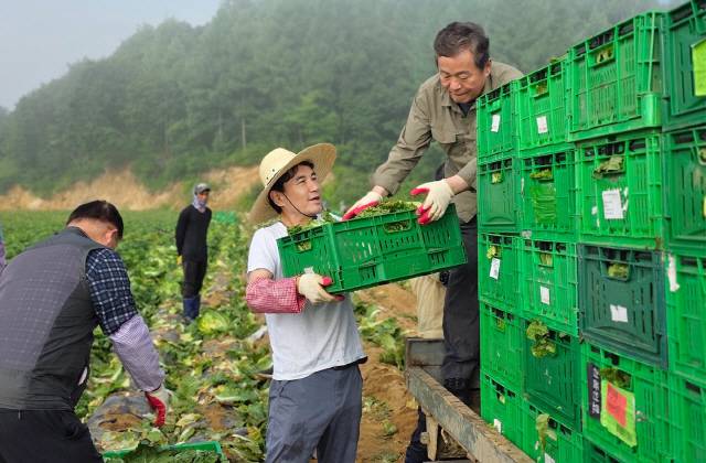 ▲ 김진태 도지사는 지난 25일 평창 고랭지 배추밭을 찾아 수확 작업에 직접 참여하고 농업인들과 소통했다.  강원도 제공