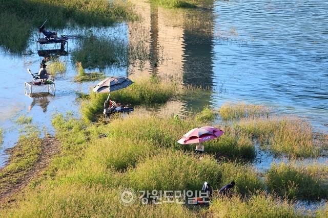 ▲ 지난 27일 폭염 속에 인제군 인제대교 아래에 위치한 소양호 변에서 낚시꾼들이 붕어낚시 삼매경에 빠져 있다.