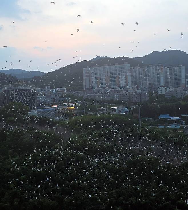 전남 나주의 한 아파트에서 바라본 백로 떼의 모습. 나주시청 민원 게시판 갈무리.