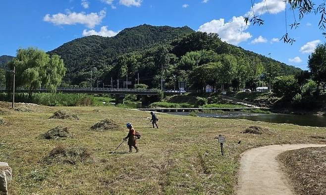 전주시 관계자들이 27일 전주 한벽당과 생태박물관 인근 전주천 수변갈대와 물억새 등을 베어내고 있다. 전북환경운동연합 제공