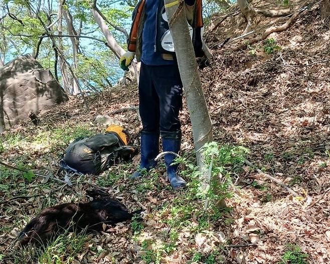 부산 강서구 가덕도 일대에서 불법 포획한 흑염소. /사진=부산강서경찰서 제공