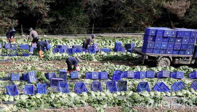 17일 강원 평창군 방림면 일대 배추밭에서 농민들이 배추 출하작업을 하고 있다. 폭염 장기화와 질병 등으로 가을 배추 작황이 부진하면서 배추 가격이 지난해 동기보다 높게 형성돼 서민들의 밥상 물가를 위협하고 있다. 2024.10.17/사진=뉴스1  Copyright (C) 뉴스1. All rights reserved. 무단 전재 및 재배포,  AI학습 이용 금지.