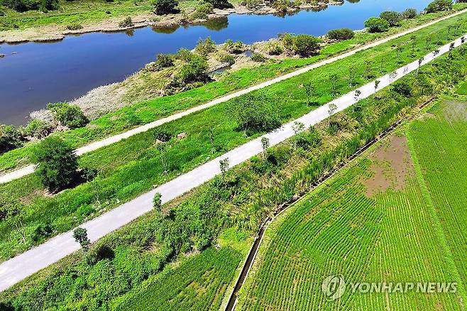 국가하천에 나무 무단 식재 (화순=연합뉴스) 김혜인 기자 = 28일 전남 화순군 도곡면 지석천의 한 제방도로에 나무가 무단 식재돼있다. 화순군은 2023년부터 지난해까지 지석천 제방에 이팝나무, 팽나무 등 약 800그루의 나무를 영산강유역환경청의 허가 없이 심었다. 2025.7.28 in@yna.co.kr