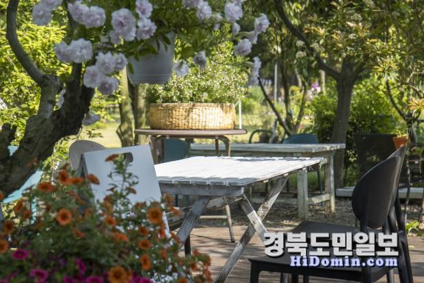 햇살을 머금은 야생화들이 정원 곳곳에 피어나, 자연이 빚어낸 색과 향의 조화로움을 고스란히 보여준다. 사진=야생화일기 제공