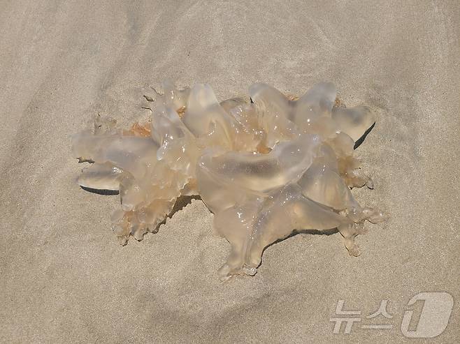 지난 28일 제주 서귀포시 표선해수욕장 해안가에 출몰한 해파리.(제주도소방안전본부 제공. 재판매 및 DB 금지)2025.7.29/뉴스1