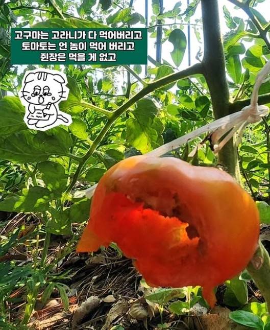 마야SNS
