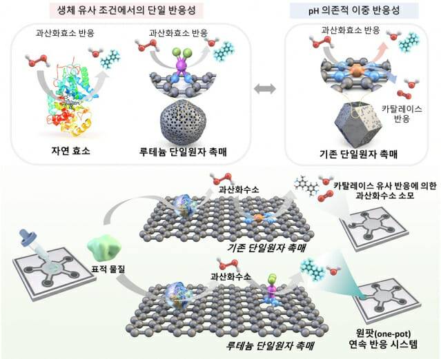 산화효소 선택적 반응 및 바이오마커 검출 모식도.(그림=KAIST)