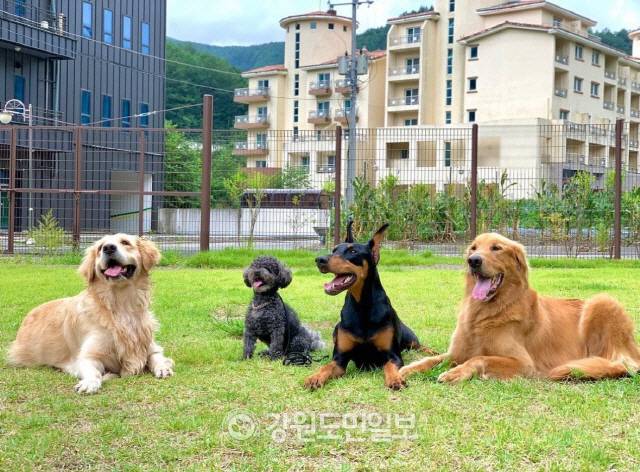 ▲ 강원 태백시 반려동물 놀이터에서 반려견들이 앉아 있다. 강원도민일보 자료사진