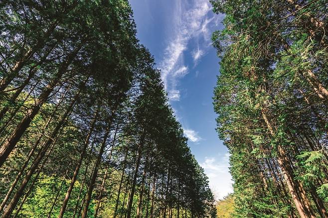 완주 공기마을편백숲