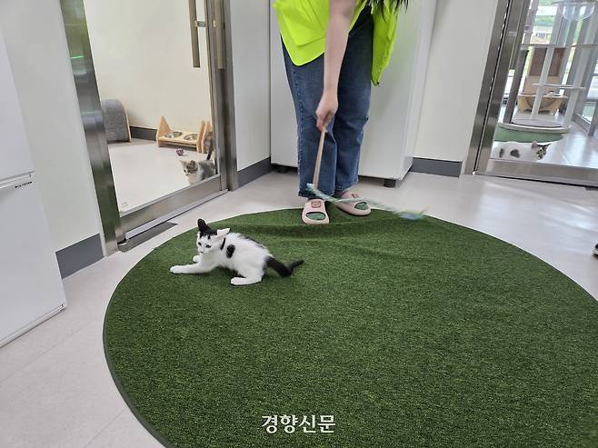 1일 경기 화성시 마도면에 있는 반려마루 화성 고양이입양센터에서 자원봉사자가 고양이와 놀아주고 있다. 김태희기자