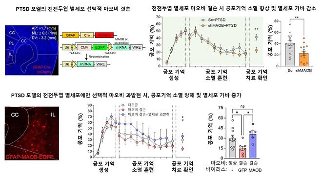 PTSD 동물 모델의 전전두엽 별세포 MAOB를 선택적으로 유전적으로 결손 시켰을 때, 공포기억 소멸이 향상된 결과. 반응성 별세포와 별세포의 GABA는 공포기억 소거와 반비례함을 보여준다. IBS