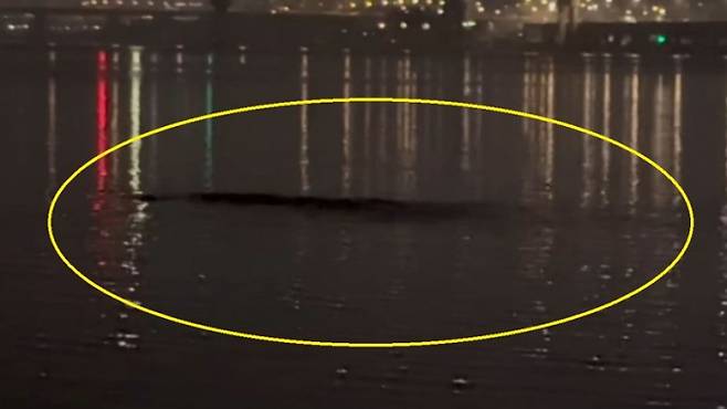 서울 한강에 정체불명의 괴생명체가 등장해 정체를 두고 누리꾼들 사이에서 갑론을박이 이어지고 있다.  /사진=JTBC '사건반장' 방송캡처