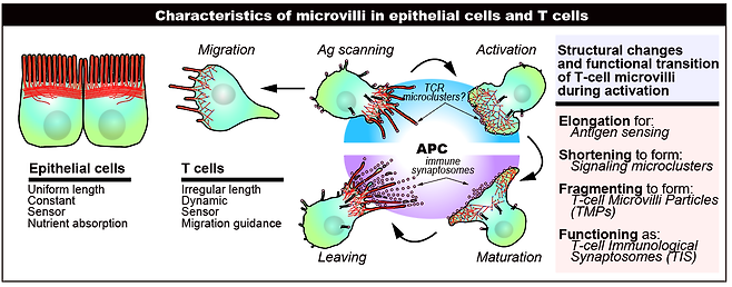 T세포 미세융모의 다양한 생리학적 역할 개요.[GIST 제공]