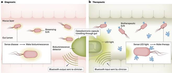 스마트폰으로 조종 가능한 캡슐과 대장균을 이용한 질병 진단·치료 과정 (a) 질병 진단 : 유전자 조작 박테리아는 질병 신호(염증물질 등)를 감지하면 빛을 내며, 광전자 캡슐은 이를 감지해 블루투스로 정보를 스마트폰에 전달한다. (b) 질병 치료 : 의료진이 신호를 보내 캡슐 내부 LED 불빛이 켜지게 하면 박테리아 내부의 광 감응 유전자가 활성화돼 항염증 나노항체를 분비한다. [Nature Microbiology, Taofeng Du et al. 제공. 재판매 및 DB 금지]