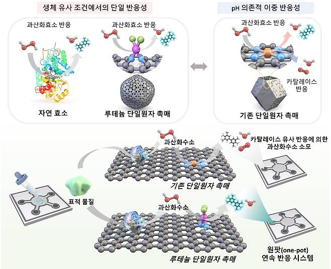 산화효소 선택적 반응 및 바이오마커 검출 모식도 [KAIST 제공. 재판매 및 DB 금지]